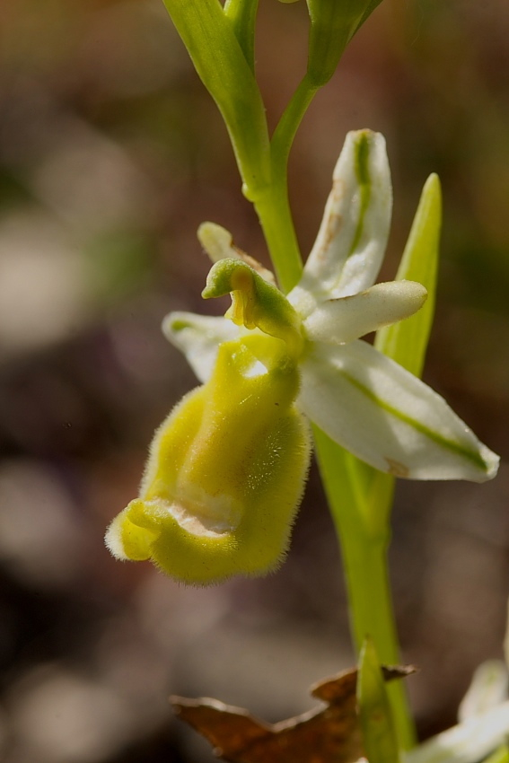 Ophrys bertolonii gialla!